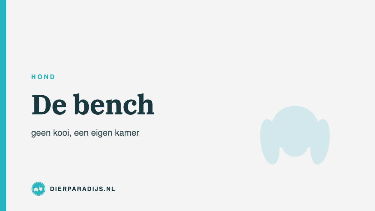 Bench voor je hond: welke maat en hoe wen je hem eraan