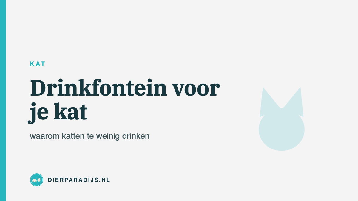 Drinkfontein voor je kat: waarom katten te weinig drinken