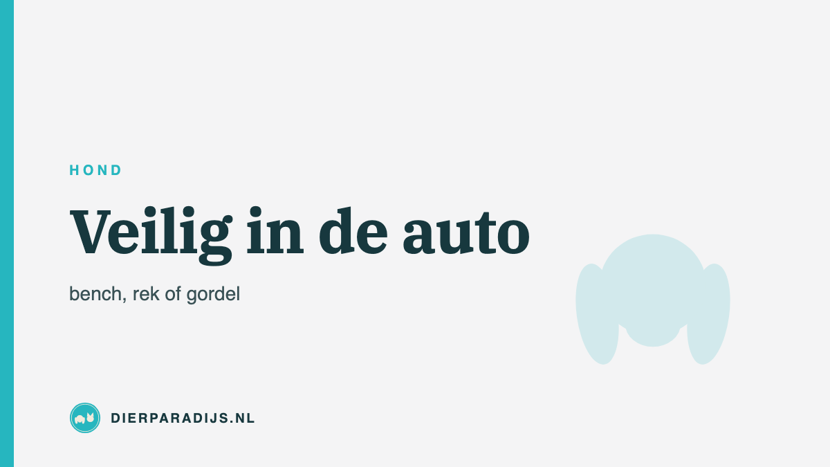 Hond veilig in de auto: bench, scheidingsrek of gordel