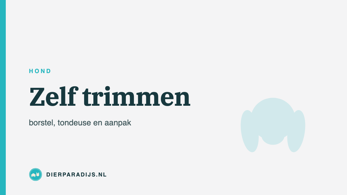 Je hond zelf trimmen: welke borstel, welke tondeuse en waar je vanaf blijft