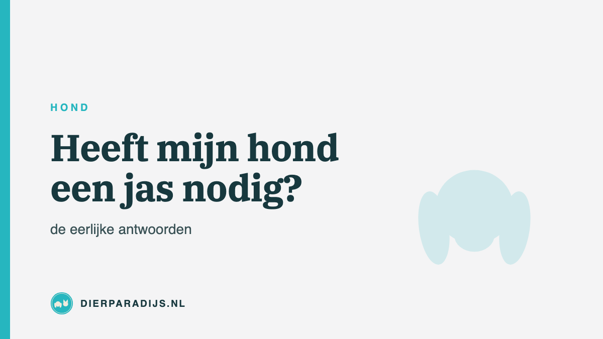 Heeft mijn hond een jas nodig? De eerlijke antwoorden