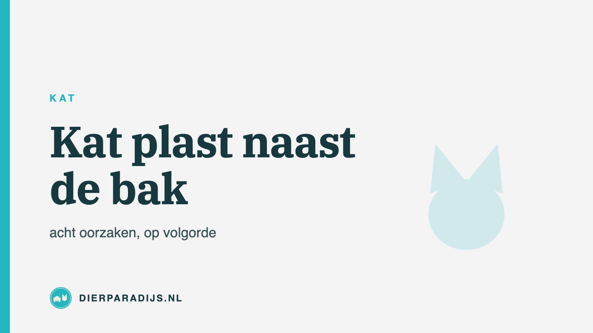 Kat plast naast de kattenbak: de acht oorzaken, op volgorde
