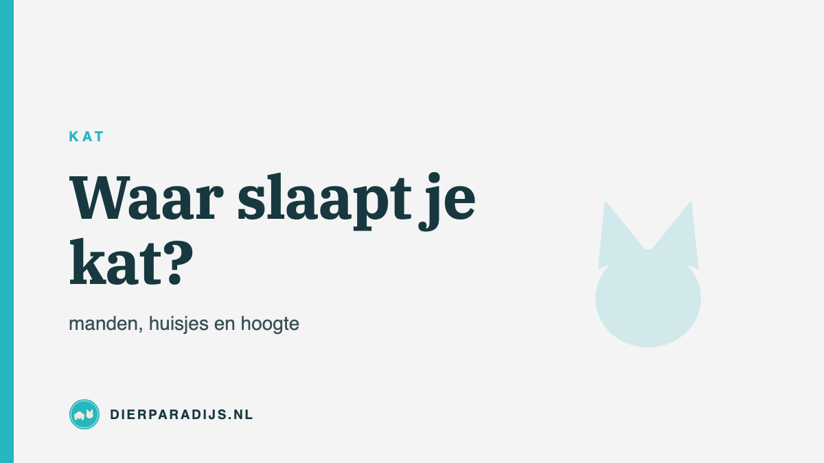 Waar slaapt je kat het liefst? Over kattenmanden, huisjes en hoogte